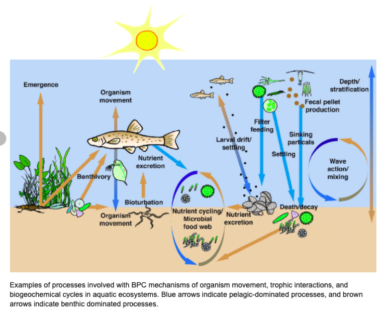 Effects Of Invasive Species On Water Quality In Freshwater Ecosystems ...